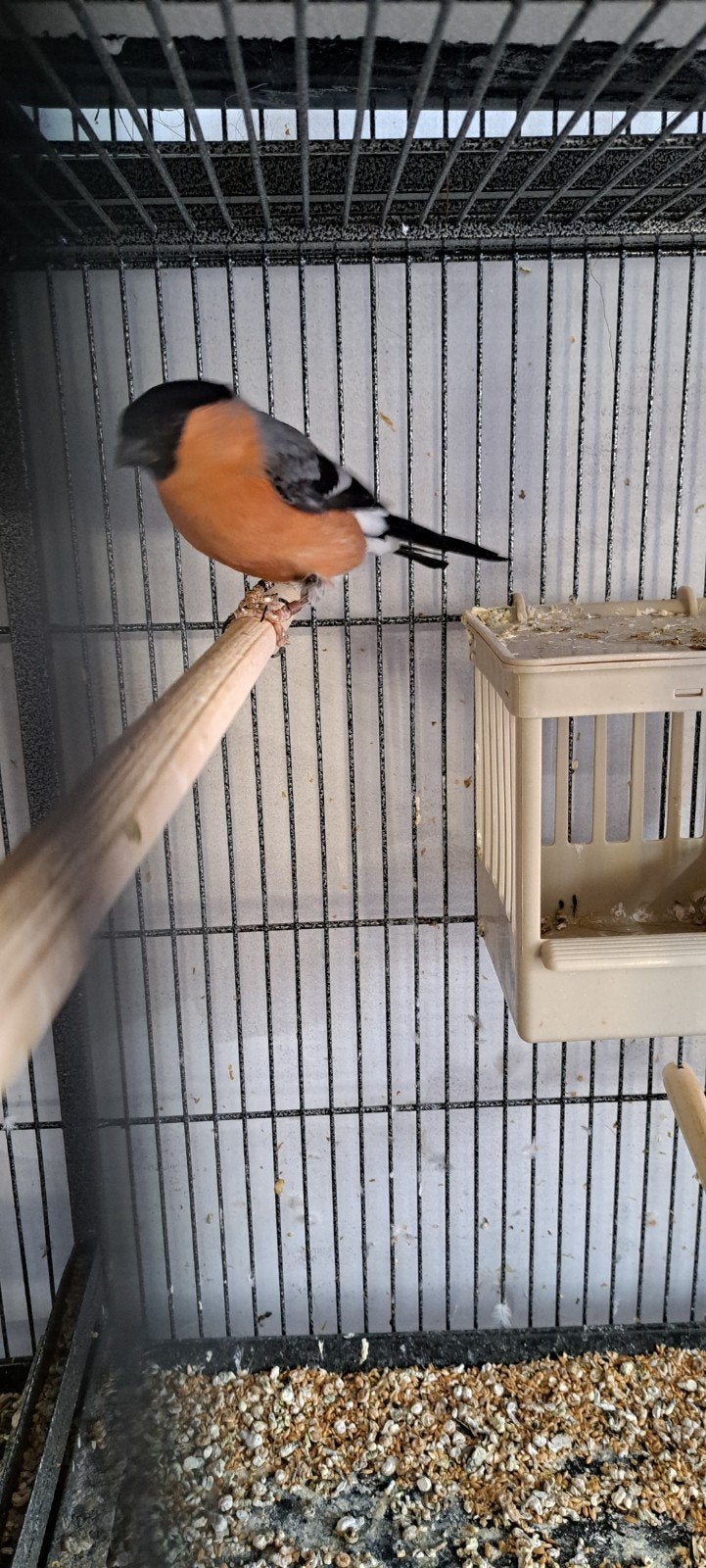 gezocht goudvinken, Dieren en Toebehoren
