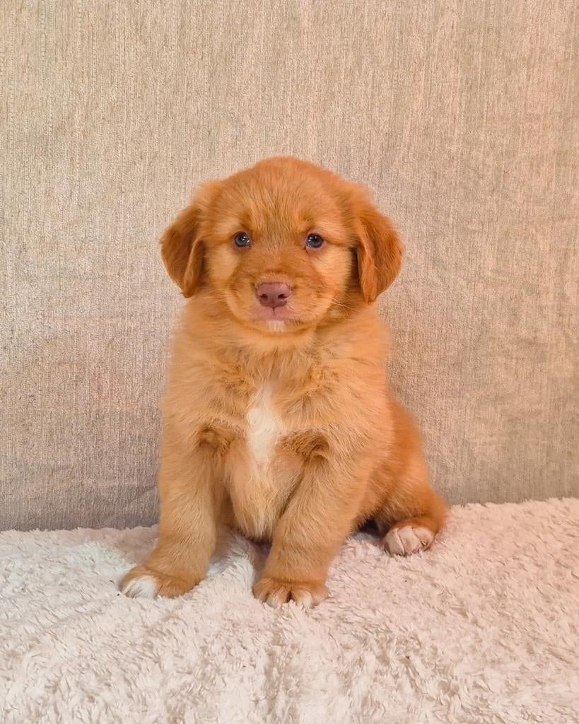 Super lief aanhankelijk toller reutje zoekt een nieuw thuis, Dieren en Toebehoren, Honden | Retrievers, Spaniëls en Waterhonden