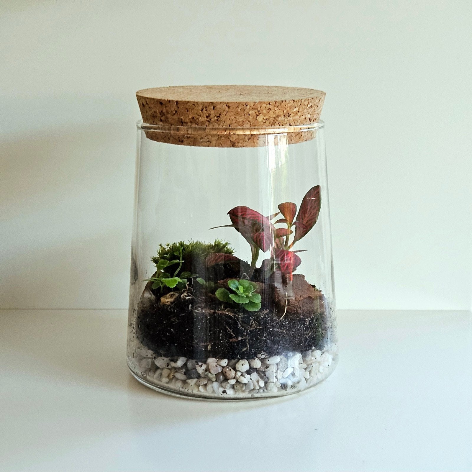 Mini terrarium met 4 planten | ecosysteem, Ophalen, In pot, Halfschaduw, Minder dan 100 cm