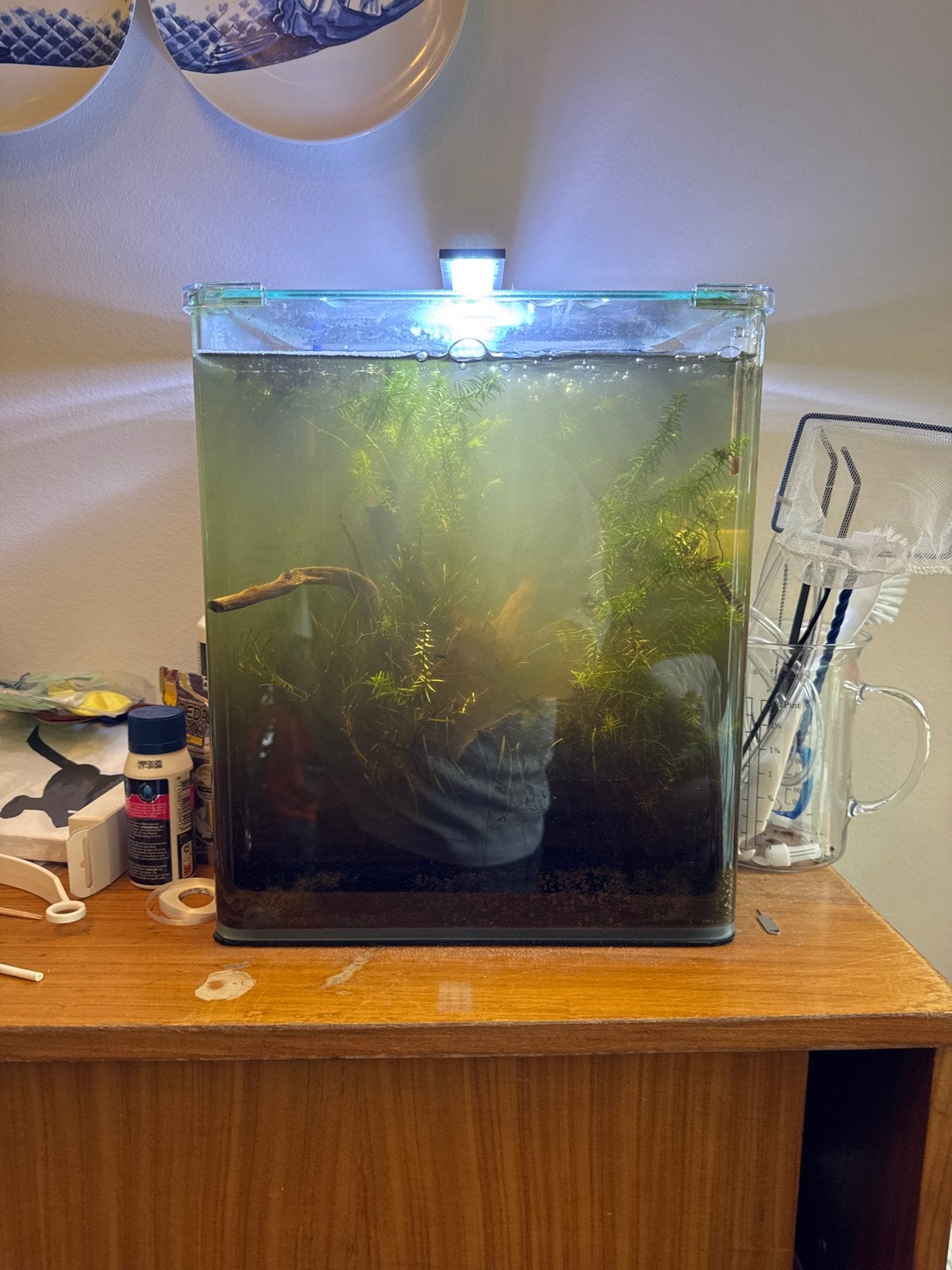 Mooi cube aquarium, Ophalen, Zo goed als nieuw, Gevuld zoetwateraquarium