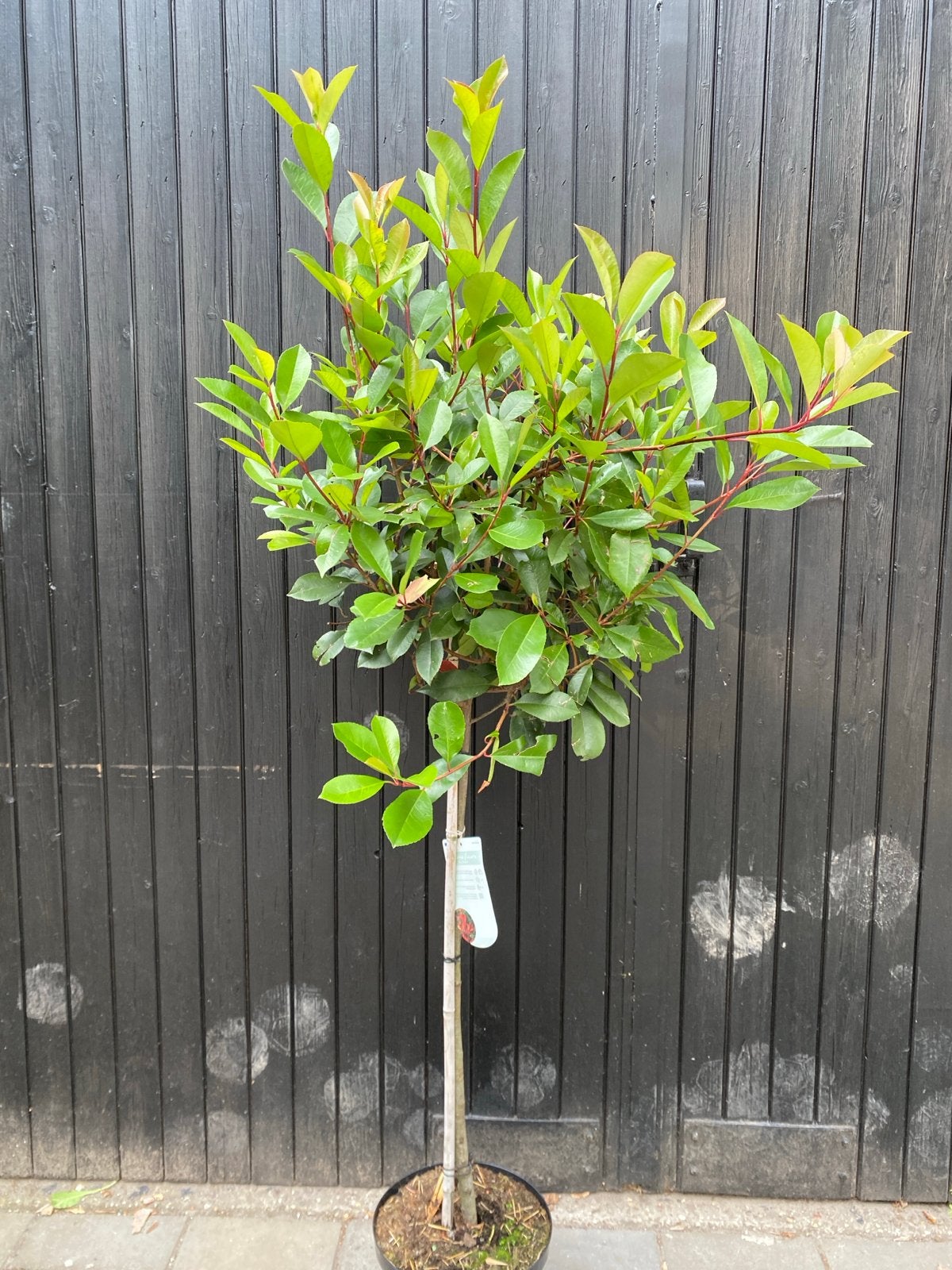 Photinia Red Robin op stam 90 cm, Volle zon, Vaste plant, Lente, Ophalen