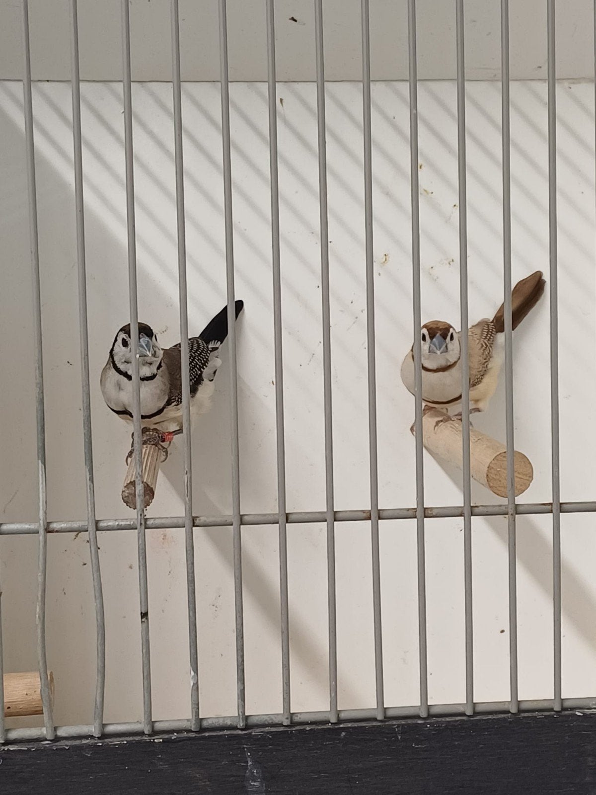 Leuk koppel bichenow!, Dieren en Toebehoren, Meerdere dieren, Geringd