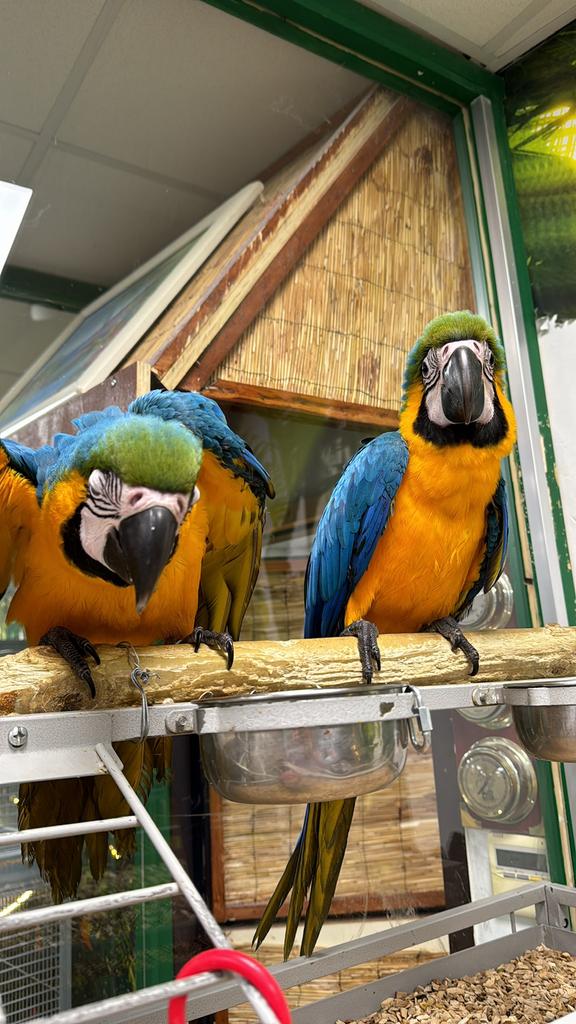 Jonge blauwegele ara, Dieren en Toebehoren, Vogels | Parkieten en Papegaaien, Meerdere dieren, Papegaai, Pratend