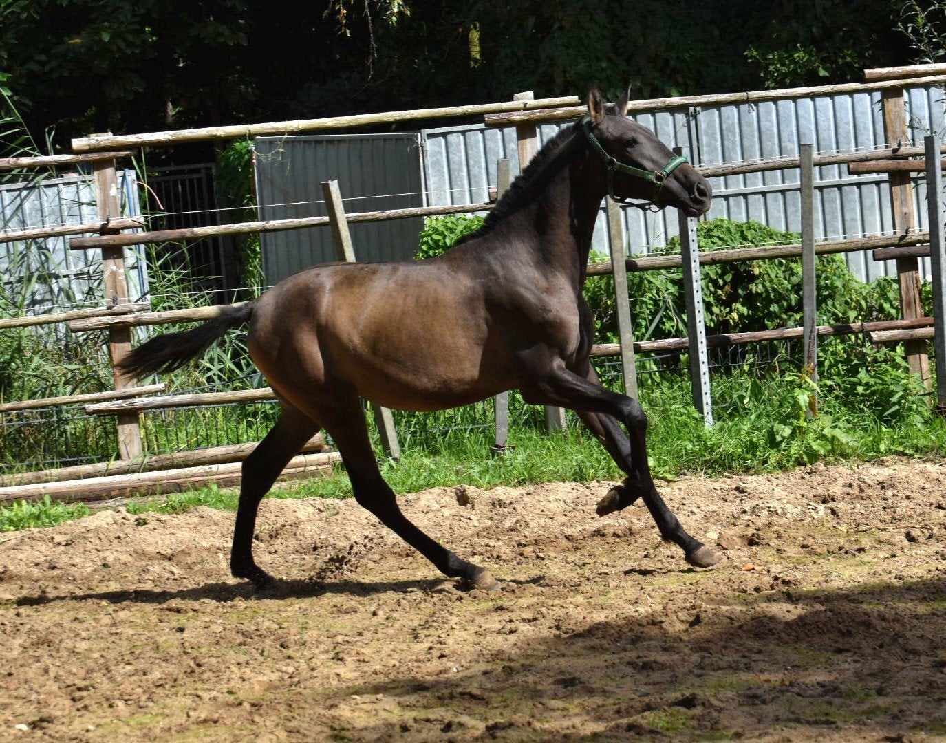 Foto 8 van jonge veelbelovende pre paarden ELITE PAPIEREN