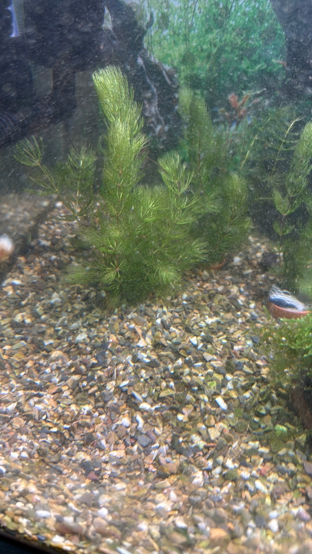 Grof hoornblad aquariumplanten, Overige typen