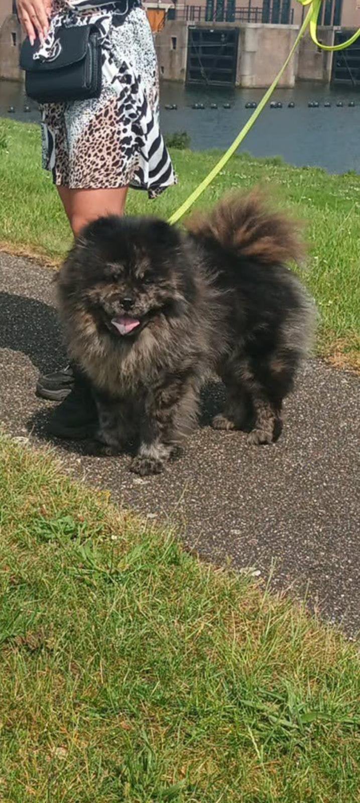 Mini chowchow dekreu “teddydog”, 1 tot 2 jaar, Parvo, Eén hond, Nederland