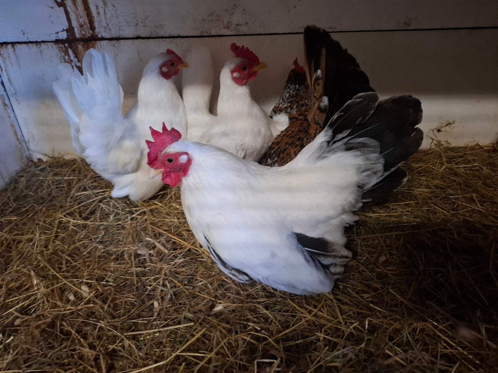 4 mooie chabo hennen, Dieren en Toebehoren, Pluimvee, Vrouwelijk, Kip