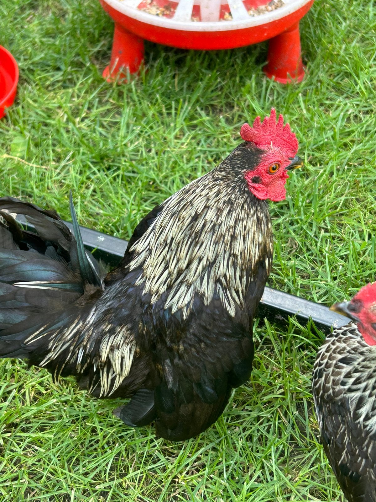 Hele lieve serema haan, Mannelijk, Kip