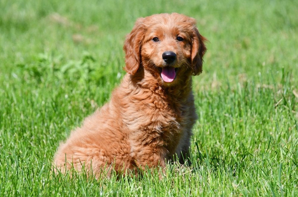 Goldendoodle pups te koop, 15 weken tot 1 jaar, Overige rassen, Buitenland, Teef