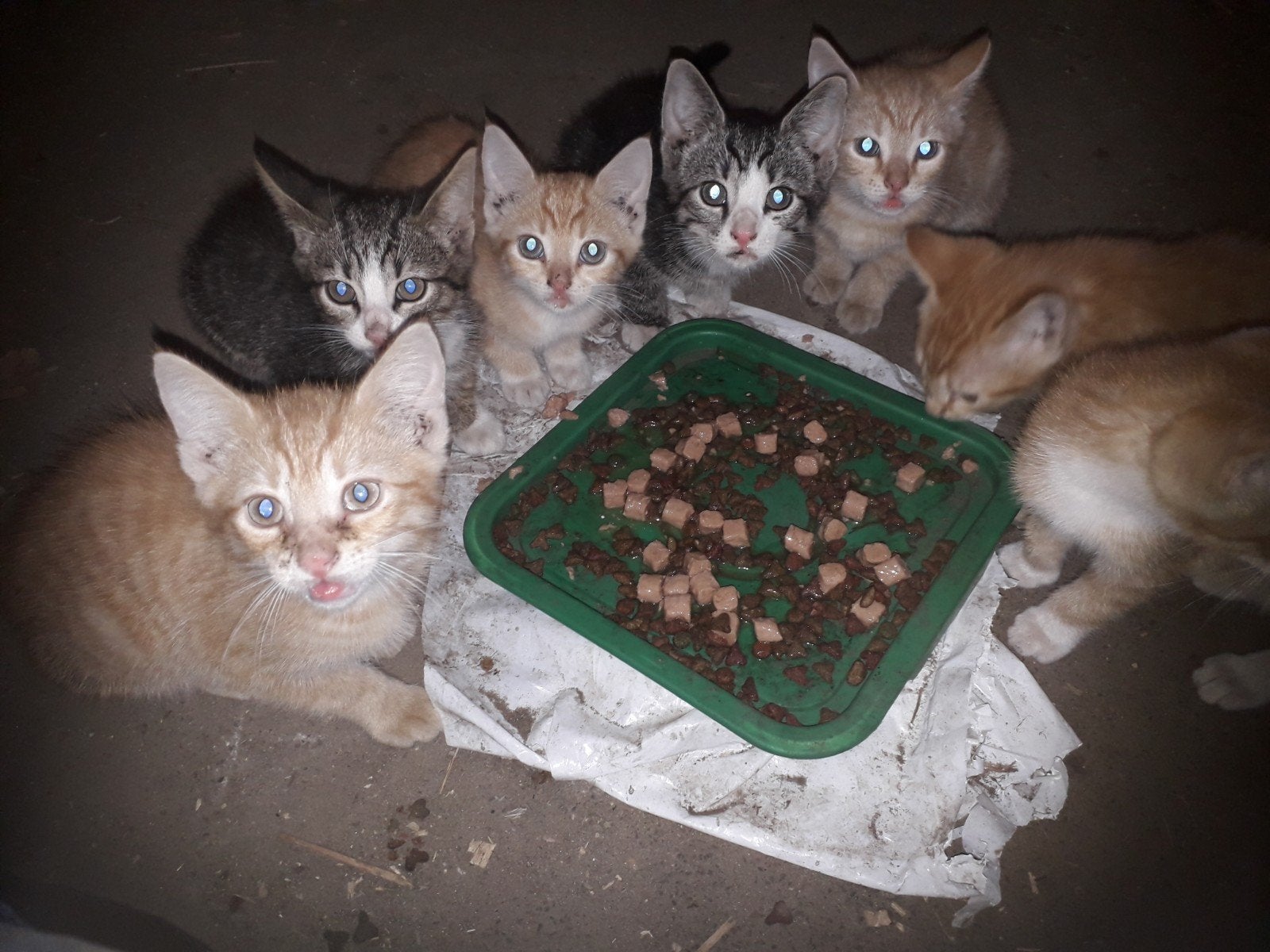 Boerderij kittens sociaal en speels .Brits korthaar, Kater, Ontwormd, 0 tot 2 jaar