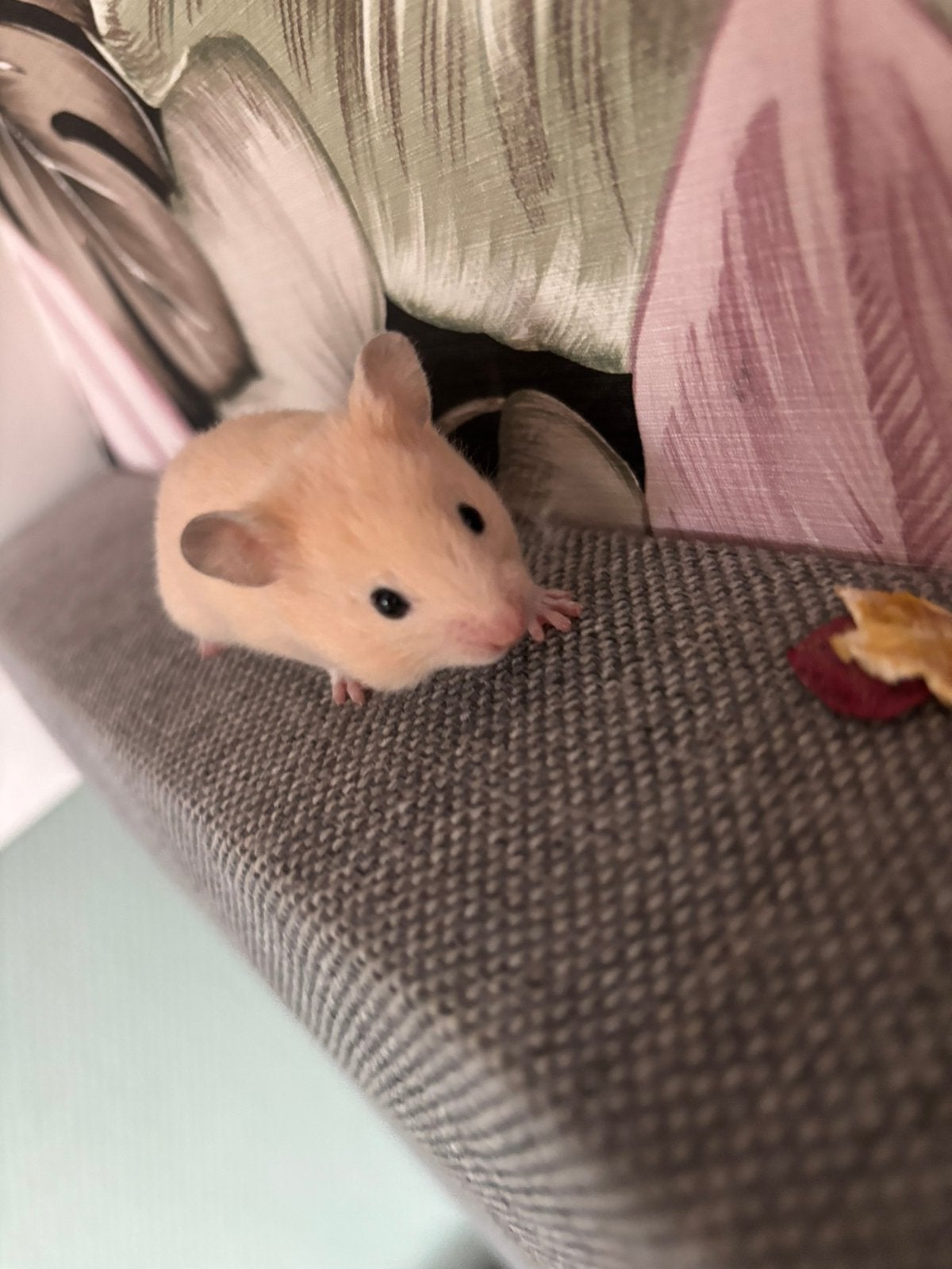 Hamster, Hamster, Juni, Vrouwelijk, Tam