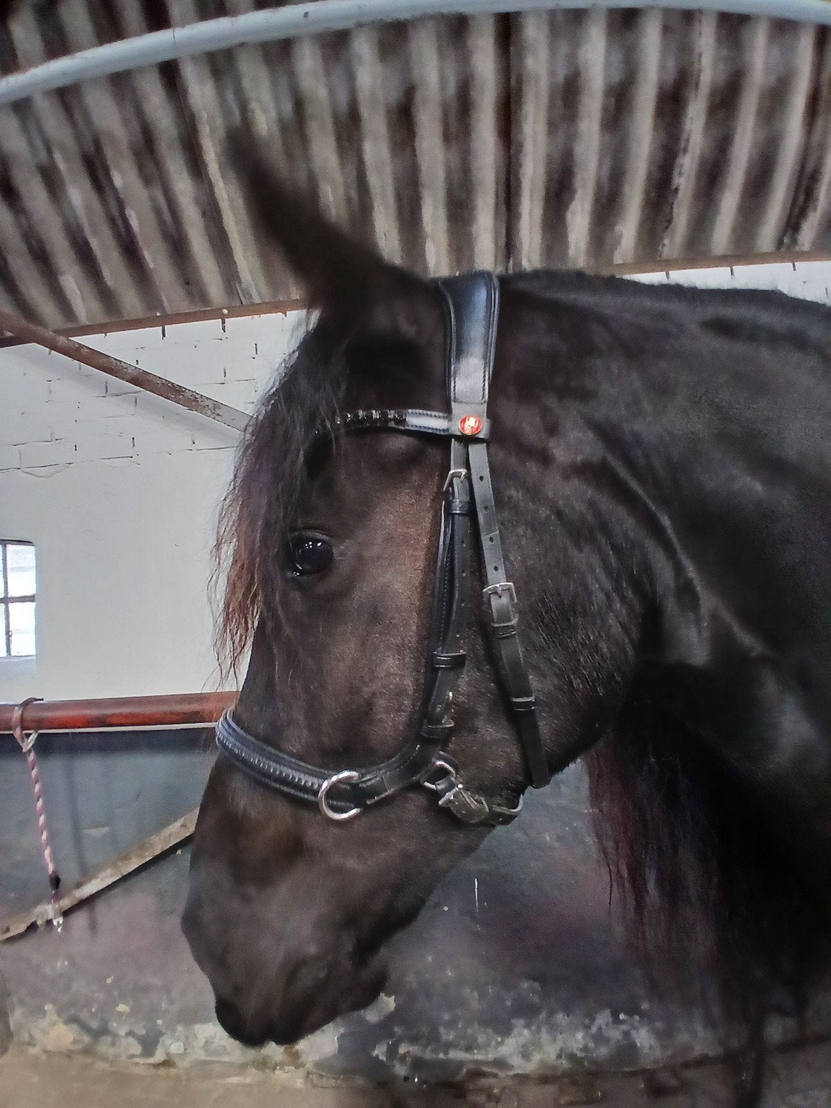 kieffer hoofdstel ultrasoft ava 2 in 1;  bit /bitloos, Dieren en Toebehoren, Paarden en Pony's | Hoofdstellen en Tuigage, Hoofdstel