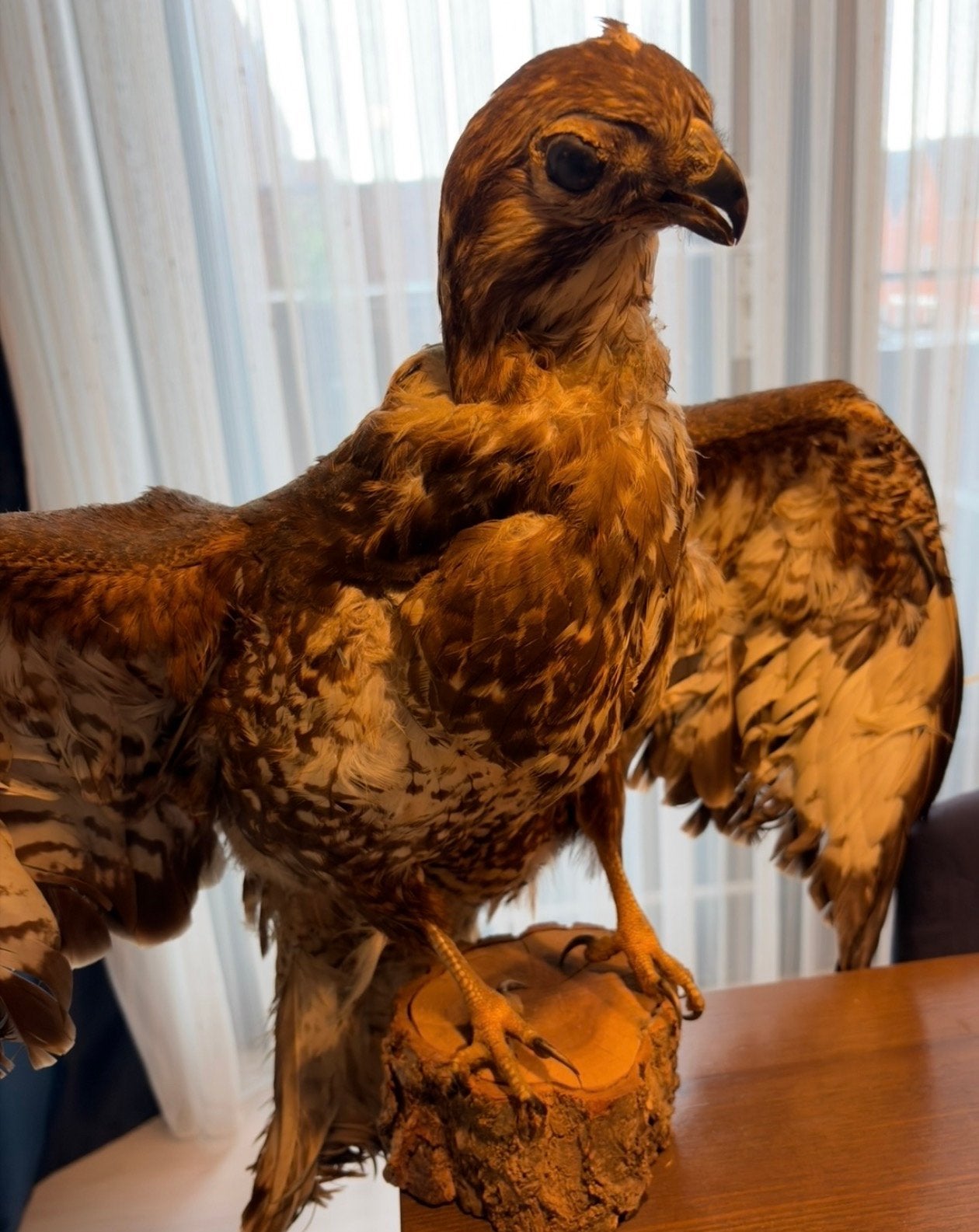 Opgezette Valk - Falcon - Prachtig uniek exemplaar, Ophalen of Verzenden, Zo goed als nieuw, Vogel, Opgezet dier