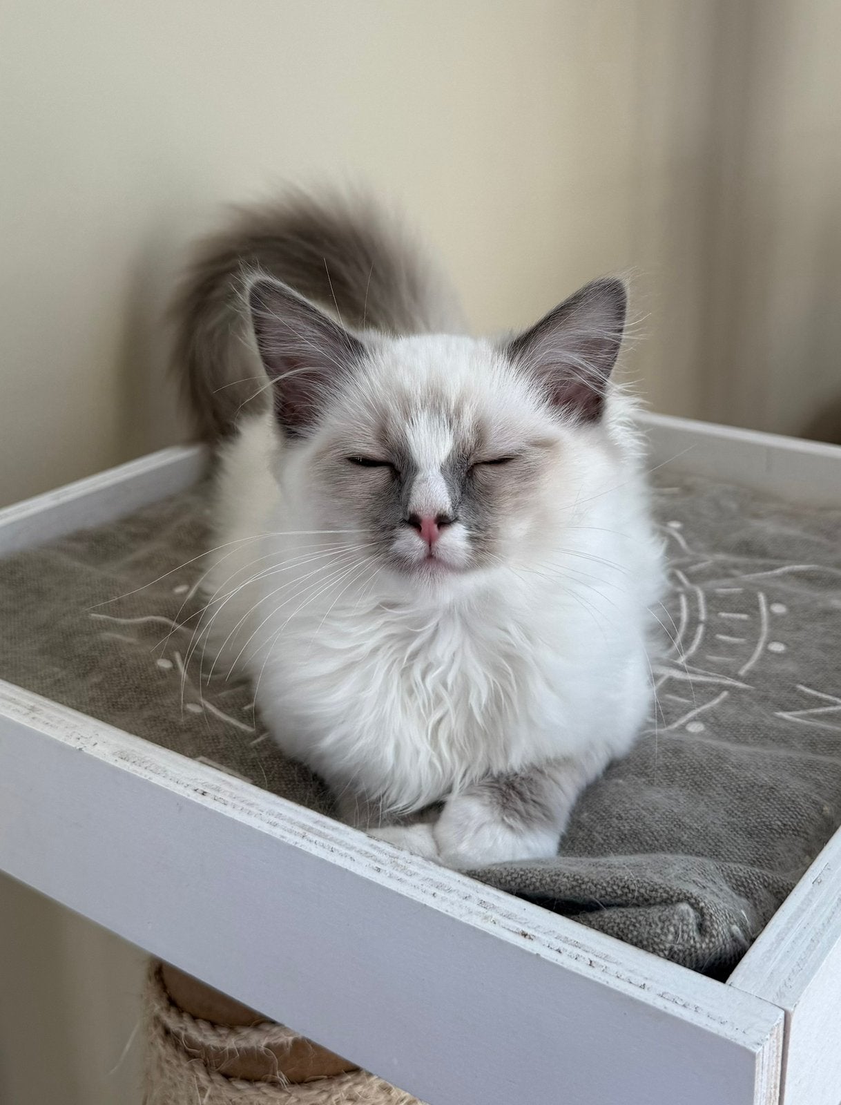 Ragdoll kitten met stamboom (mag direct weg), Dieren en Toebehoren, Katten en Kittens | Raskatten | Langhaar, Kater, Met stamboom