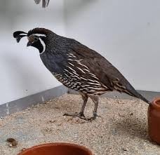 Natuurbroed Californische kuifkwartel haan van 20-08-2026., Dieren en Toebehoren, Mannelijk, Overige soorten