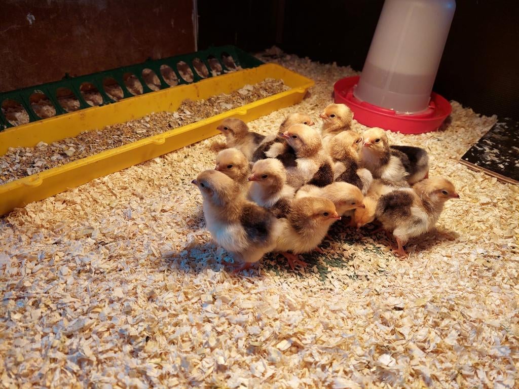 Gesekste kuikens, verschillende rassen + benodigdheden, Dieren en Toebehoren, Pluimvee, Vrouwelijk, Kip
