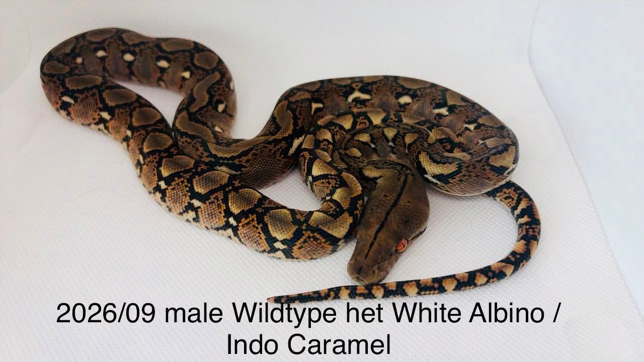 Nakweek Python Reticulatus Reticulated Python photo 7