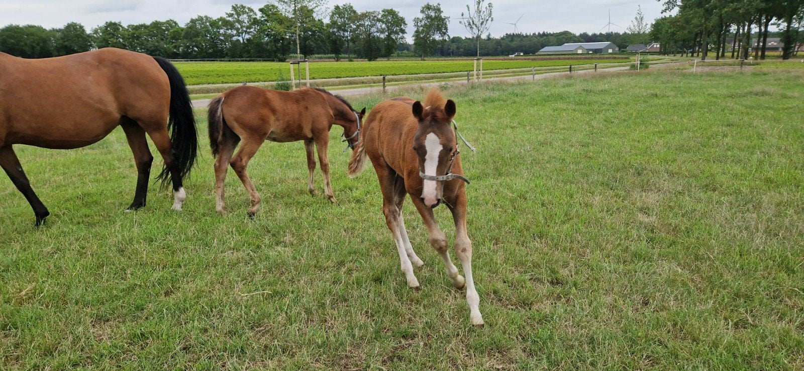 Zeer mooie nrps hengst veulen, Hengst, D pony (1.37m tot 1.48m), Met stamboom, 0 tot 2 jaar