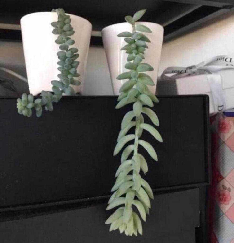 Burro's Tail Vetplant Sedum morganianum Vaasjes/bloempotten, Ophalen of Verzenden, Halfschaduw, Minder dan 100 cm