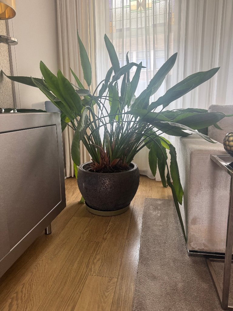 Grote Strelitzia Nicolai Paradijsvogelplant- Luxe Design Pot, Huis en Inrichting, Ophalen, Overige soorten, Halfschaduw, In pot