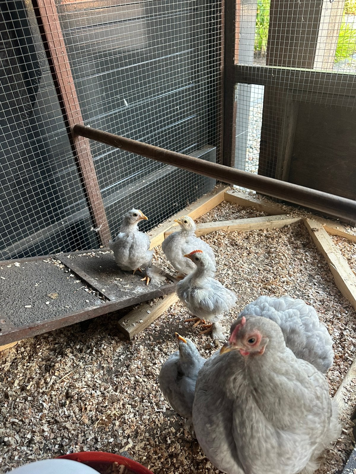 Cochin kriel kloek met kuikens en hok, Dieren en Toebehoren, Pluimvee, Meerdere dieren, Kip
