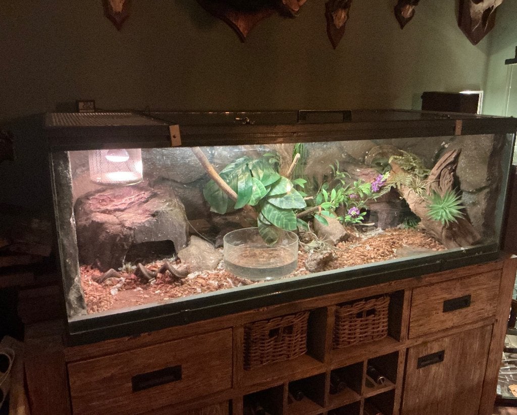 Terrarium + 2 konings pytons, Dieren en Toebehoren, Ophalen, Gebruikt, Terrarium of Paludarium