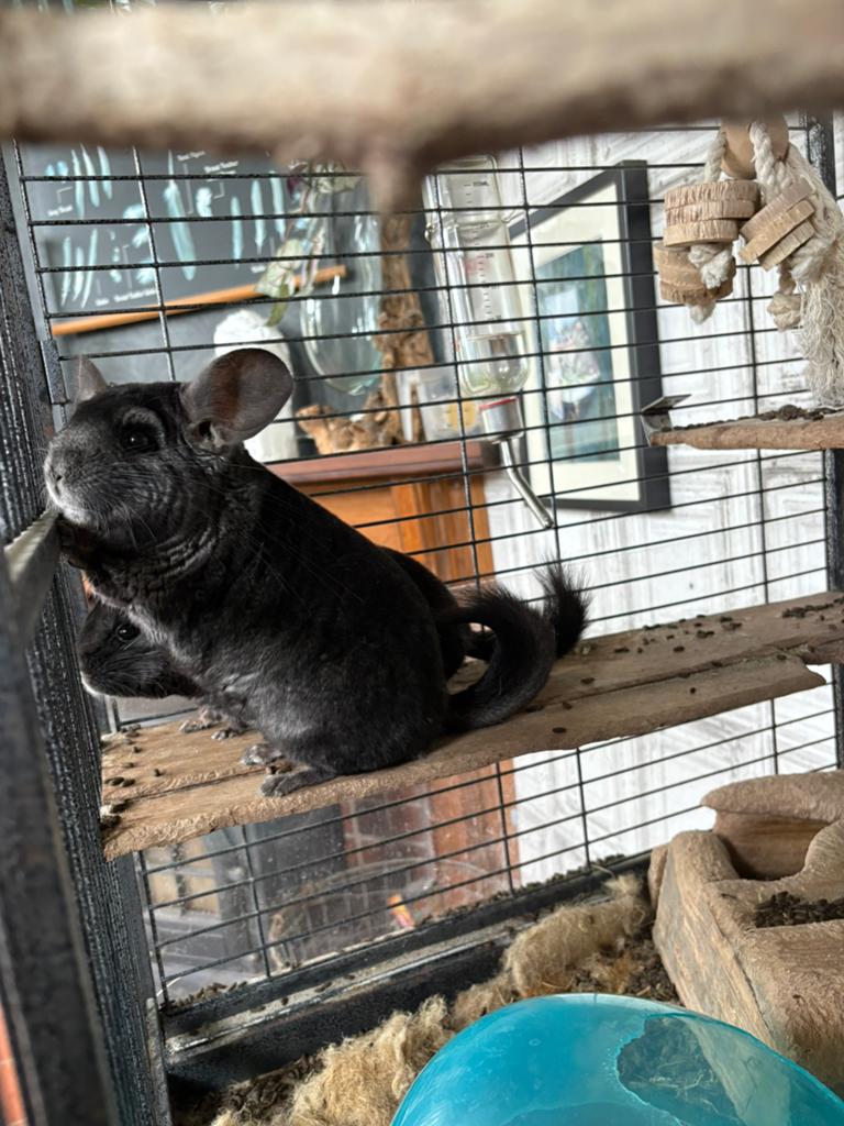 Twee prachtige black velvet chinchilla’s. Moeder en zoon, Dieren en Toebehoren, Augustus, Meerdere dieren, Chinchilla