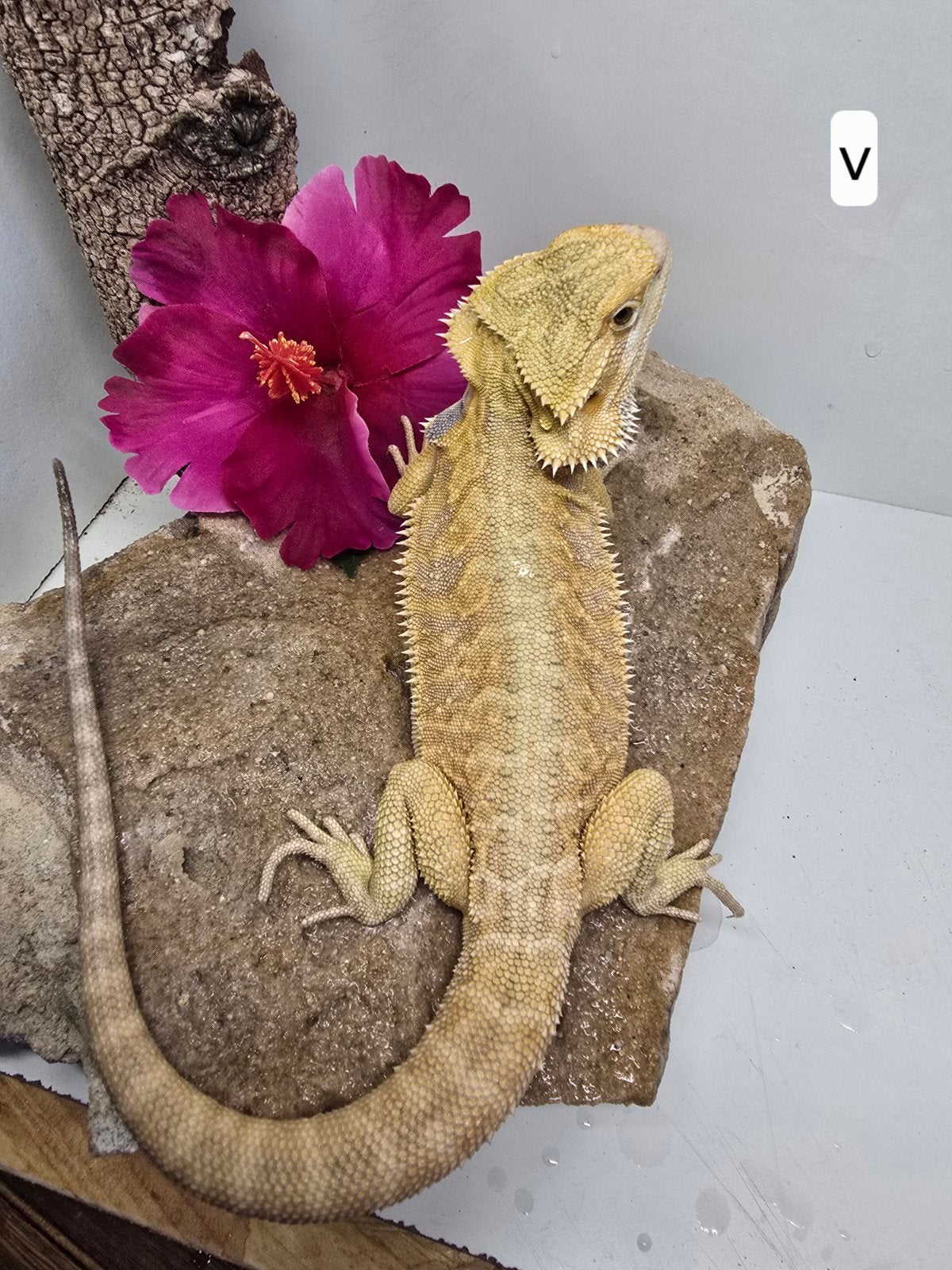 citrus leatherback baardagaam Bearded Dragon - unknown for sale from San