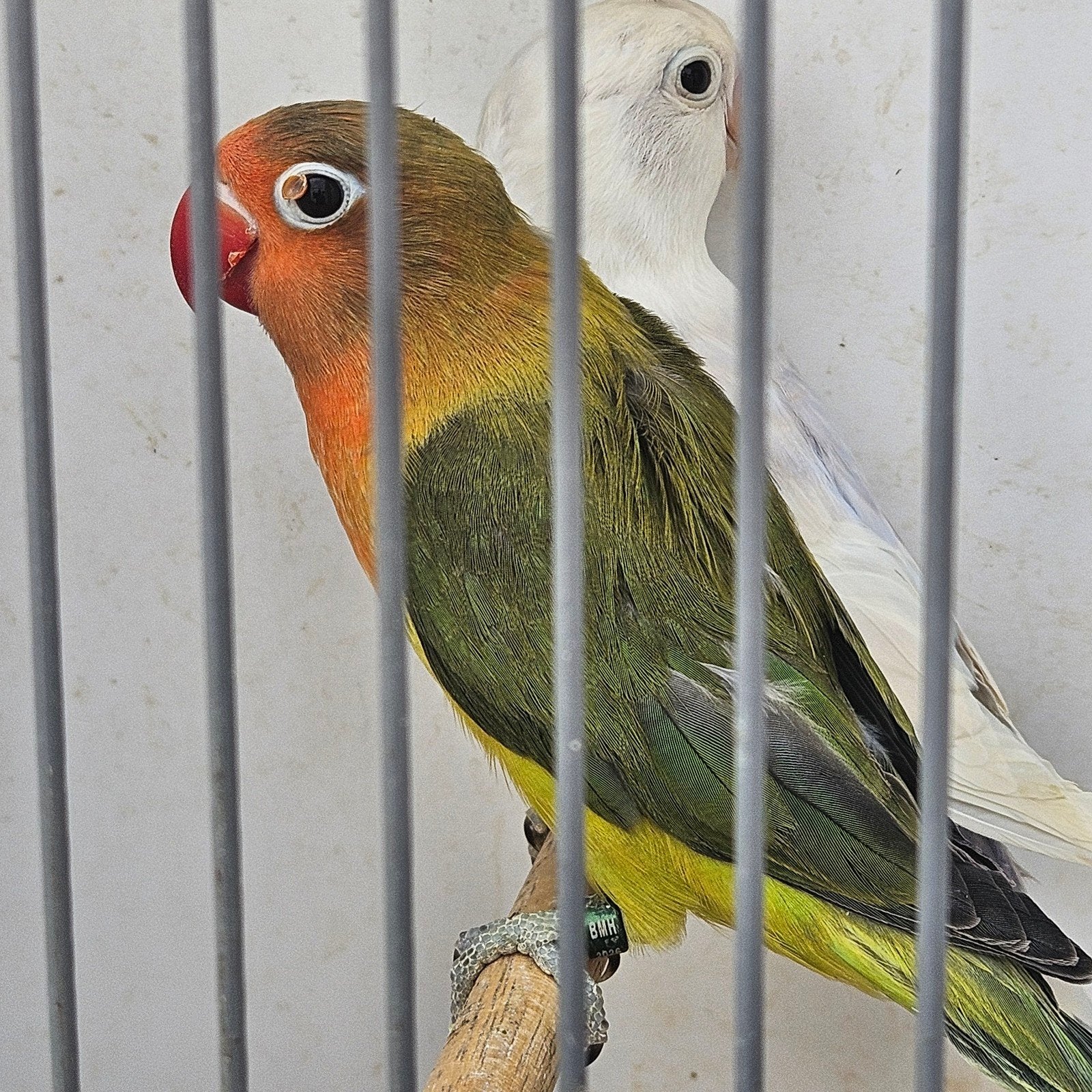 jonge dwergpapegaai, Dieren en Toebehoren, Dwergpapegaai of Agapornis, Tam