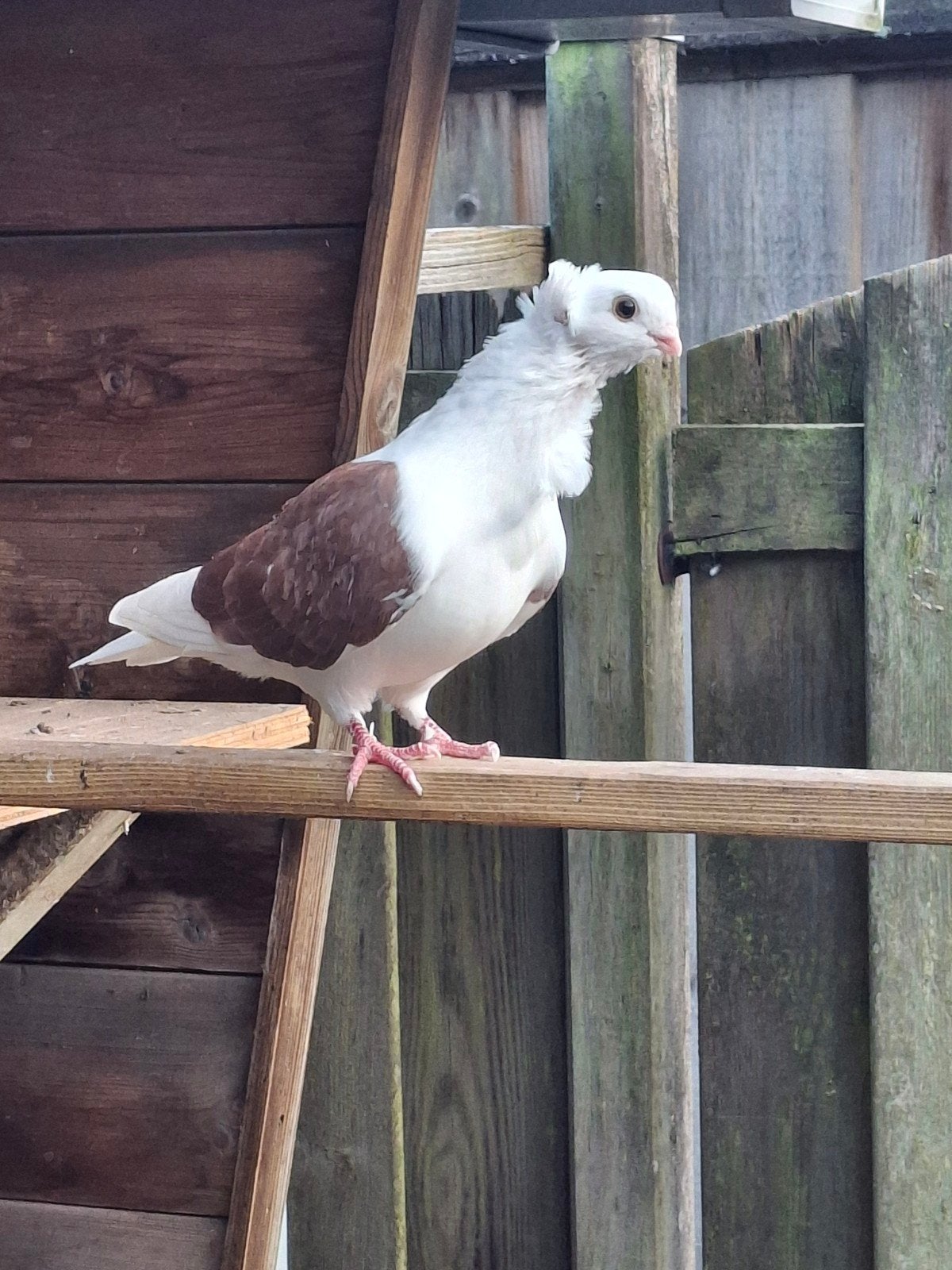 Oud duitse meeuwen, Dieren en Toebehoren, Vogels | Duiven, Meerdere dieren, Overige soorten