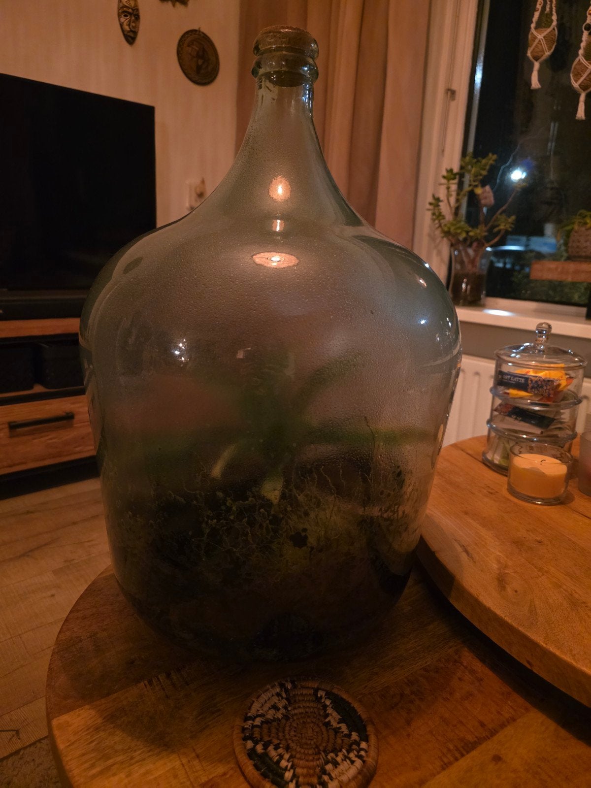 Groot Terrarium in Glazen Fles met Plant, Ophalen, Gebruikt, Groen, Glas