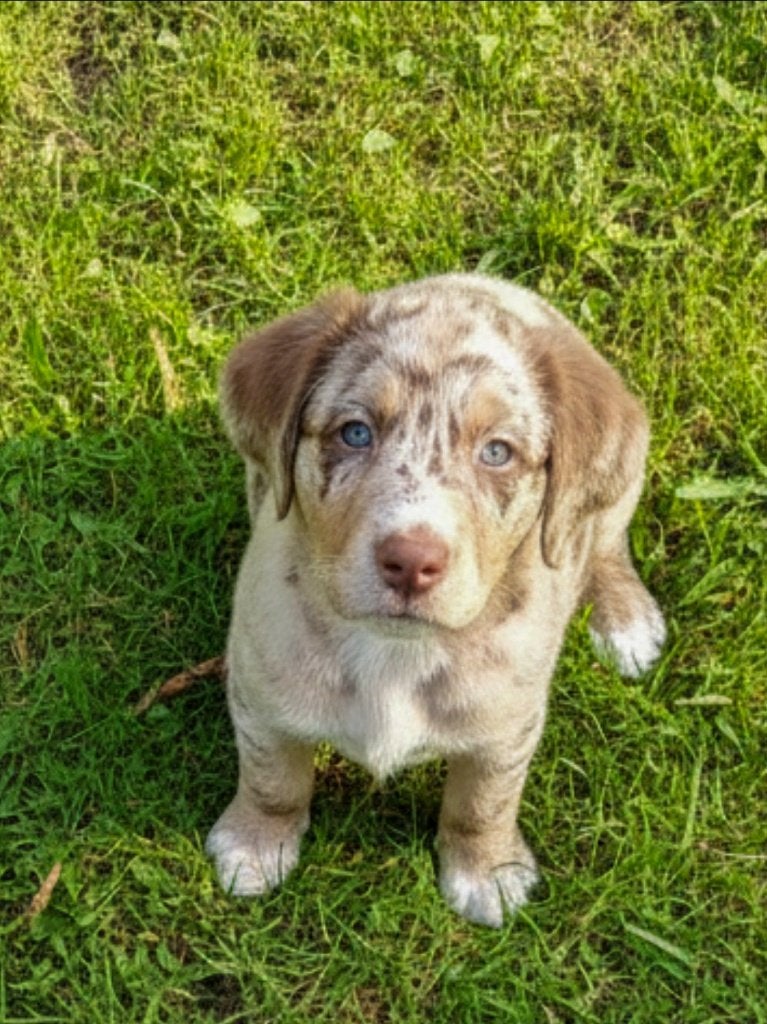 Prachtige en hele lieve kruising pups., Dieren en Toebehoren, Honden | Niet-rashonden, Parvo, 8 tot 15 weken, Meerdere, Meerdere dieren