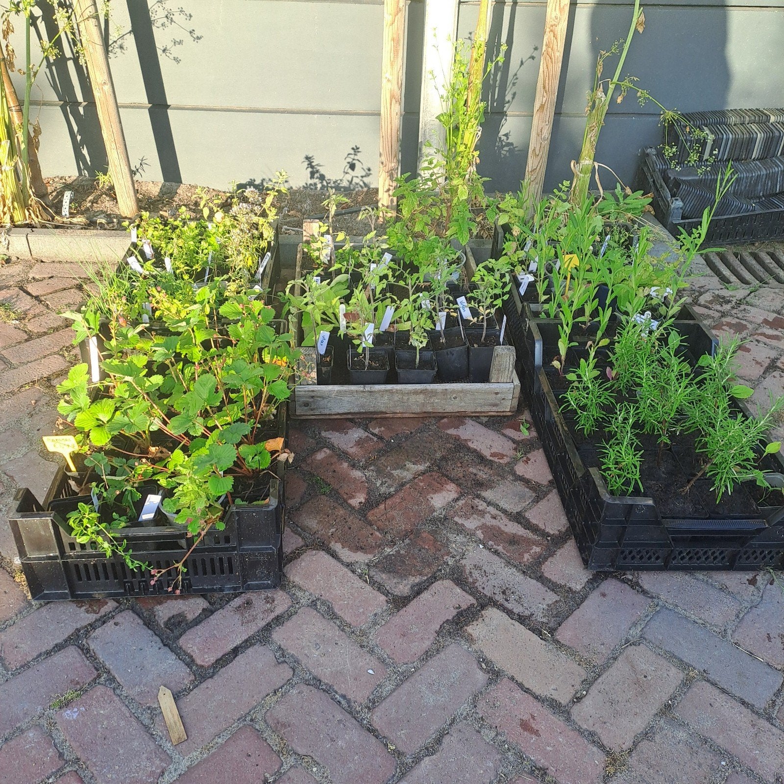 Laatste kruiden, aardbeien en vaste planten. Biologisch!, Tuin en Terras, Planten | Tuinplanten, Ophalen of Verzenden, Volle zon