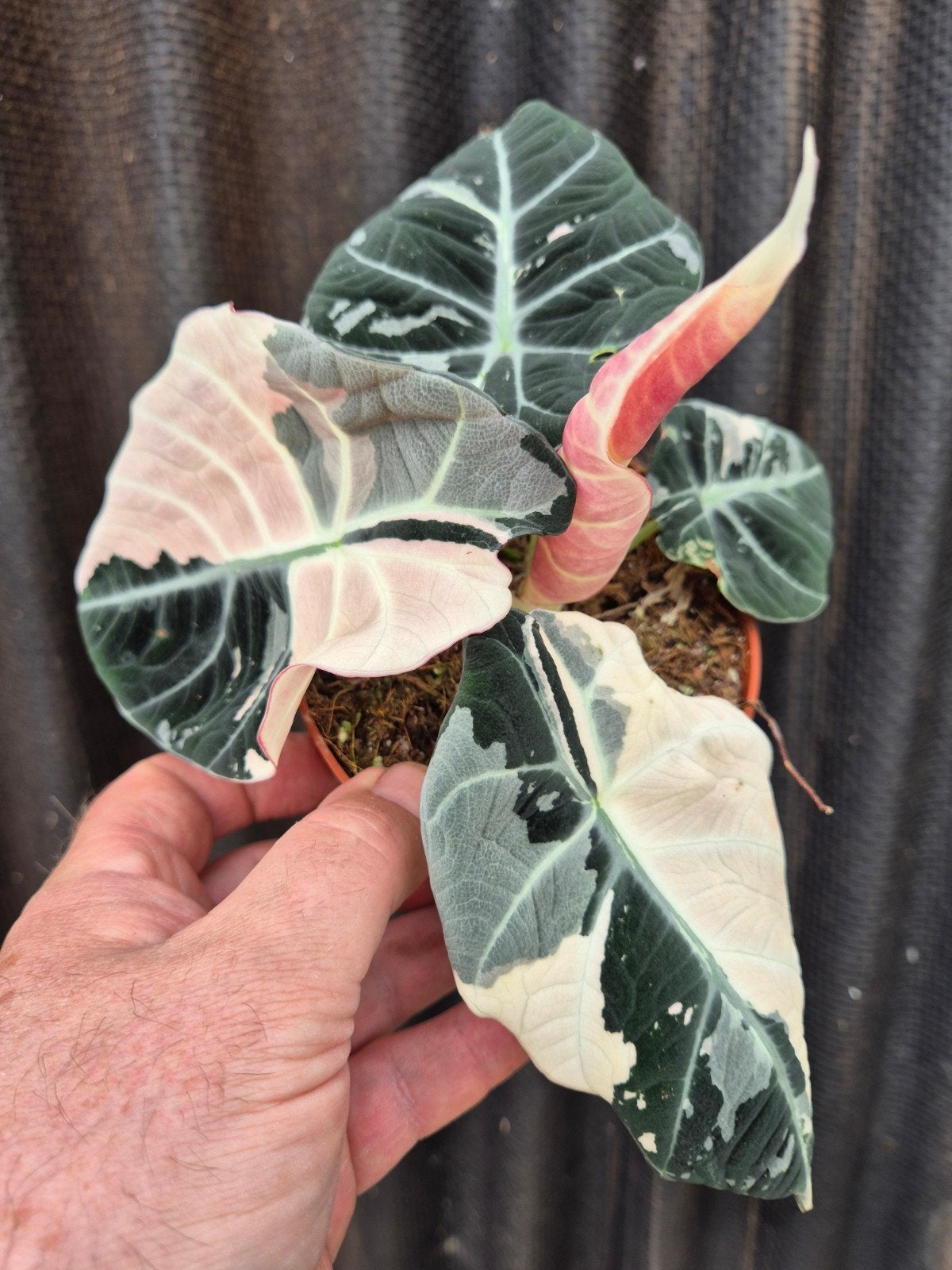 Alocasia Black Velvet Pink Variegata p12 (6)