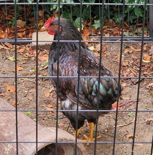 Barnevelder jonge haan haantje, Dieren en Toebehoren, Mannelijk, Kip