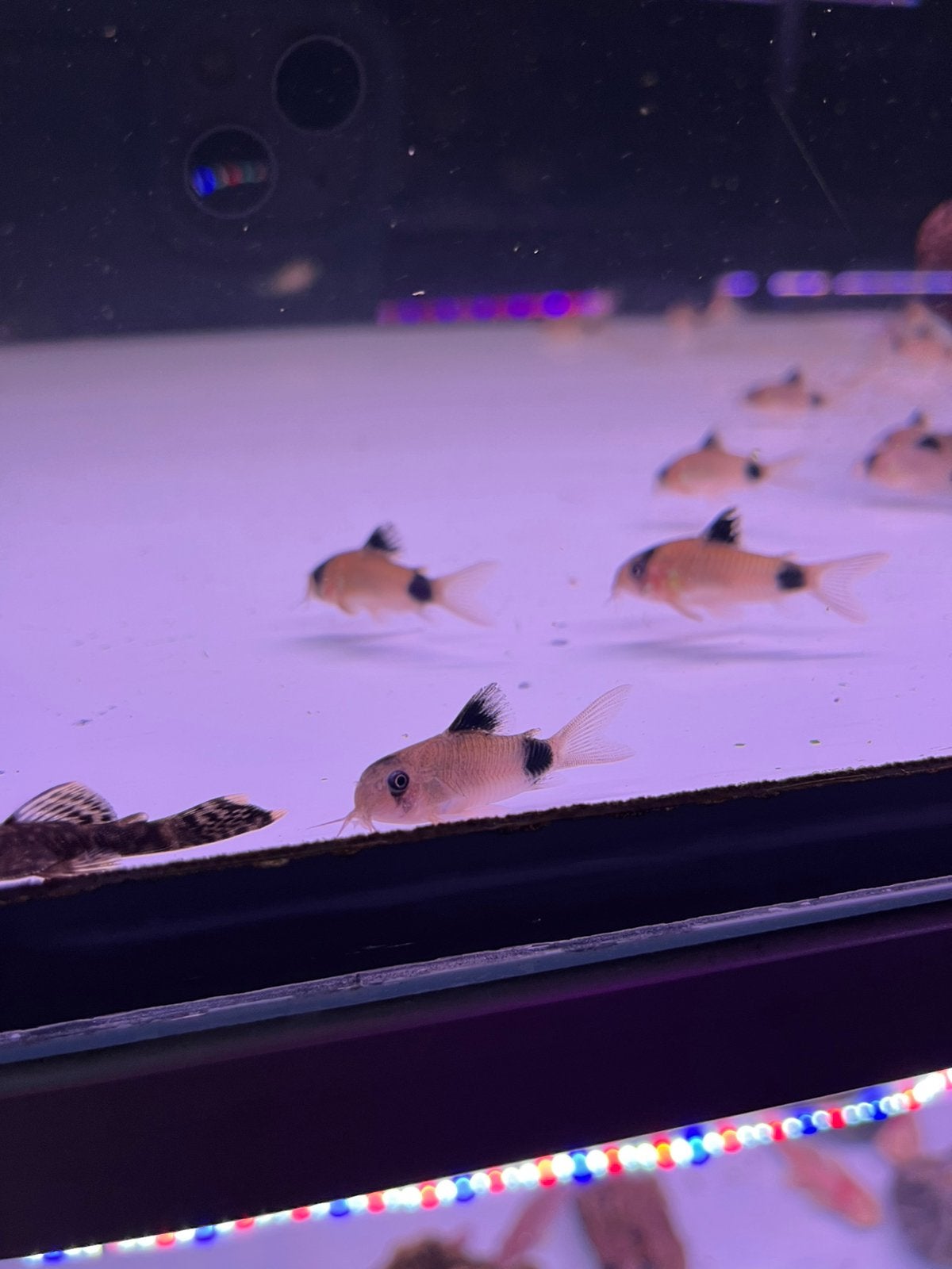 Corydoras Panda, Dieren en Toebehoren, Vis, Zoetwatervis