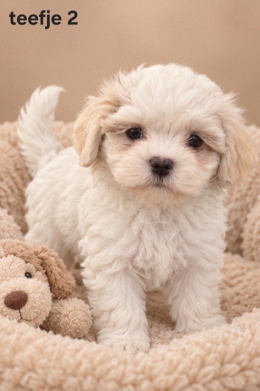 prachtige boomerpups. Shi tzu maal maltezer., Overige rassen, 8 tot 15 weken, CDV (hondenziekte), Meerdere
