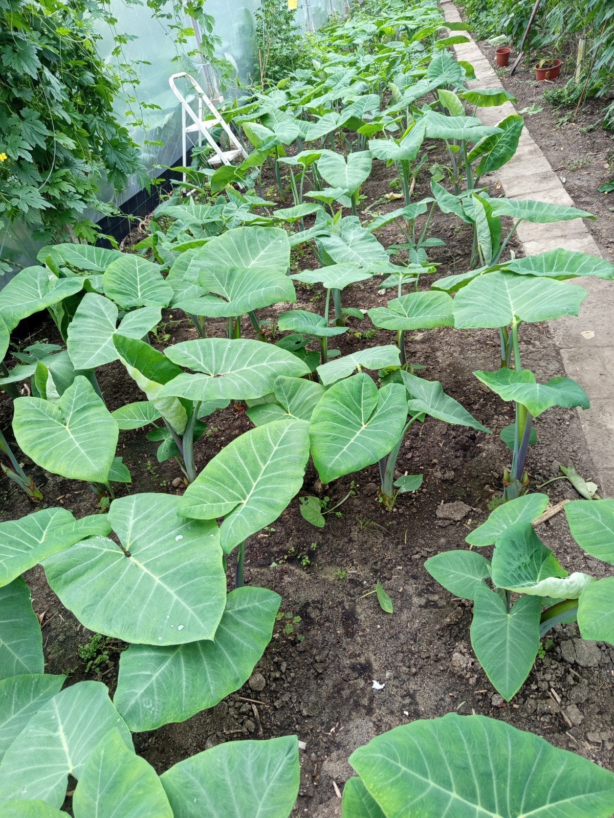 Surinaamse groente onbespoten en geplant met bio potgrond, Ophalen of Verzenden, Overige soorten, Minder dan 100 cm