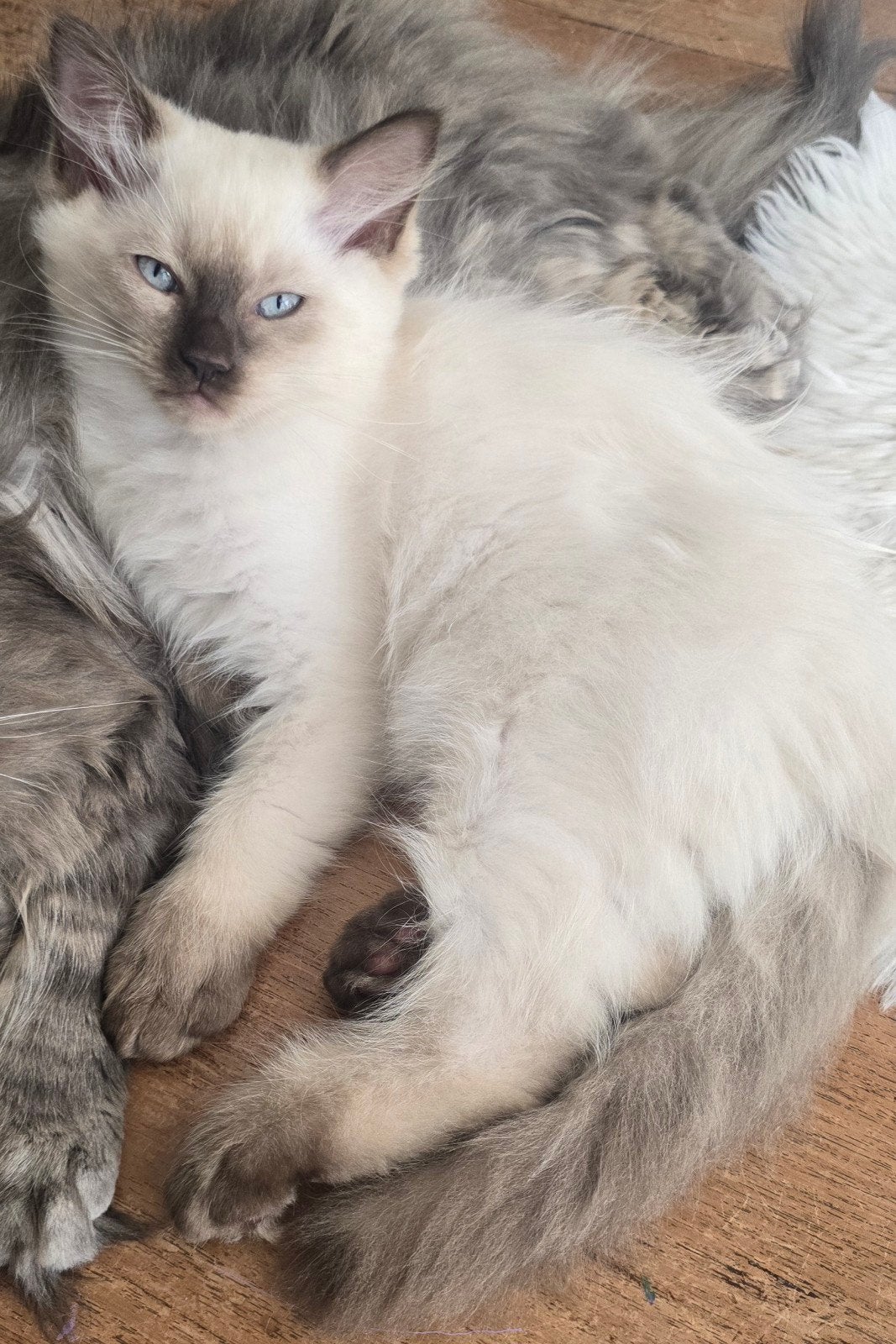Prachtige ragdoll kitten katertje, Dieren en Toebehoren, Kater, Langharig, 0 tot 2 jaar
