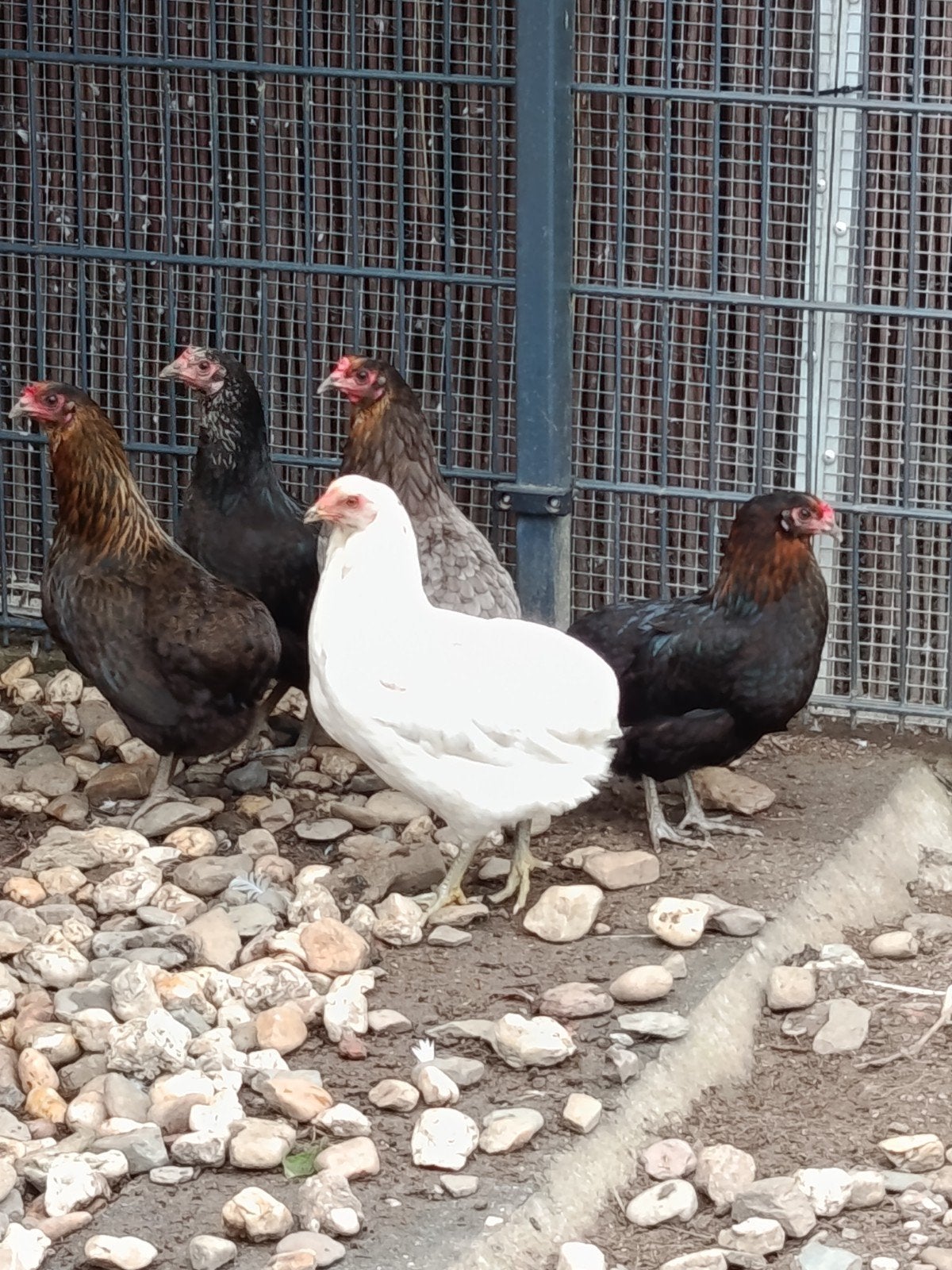 Araucana-kippen te koop, Dieren en Toebehoren, Pluimvee, Meerdere dieren, Kip