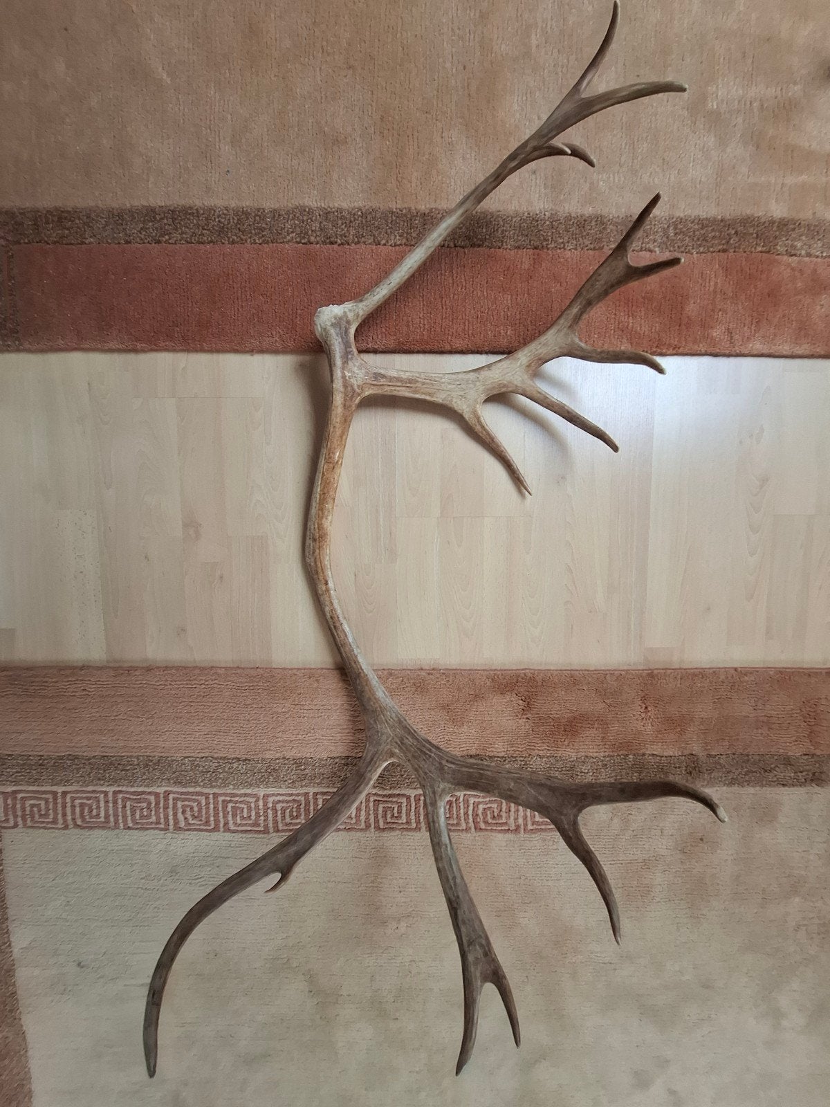 Groot gewei van hert - Decoratief en uniek, Ophalen, Gebruikt, Landelijk, Natuurlijk materiaal
