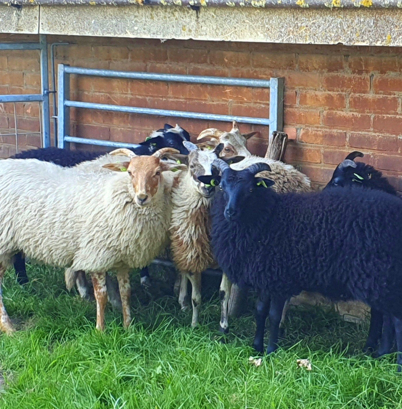 6 Drents Heideschaap ooilammeren, Dieren en Toebehoren, Schapen, Geiten en Varkens, Meerdere dieren, Schaap, 0 tot 2 jaar