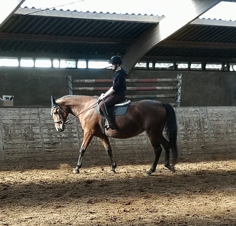 Draver Merrie recreatie paard, Merrie, Met stamboom, Zadelmak, 11 jaar of ouder