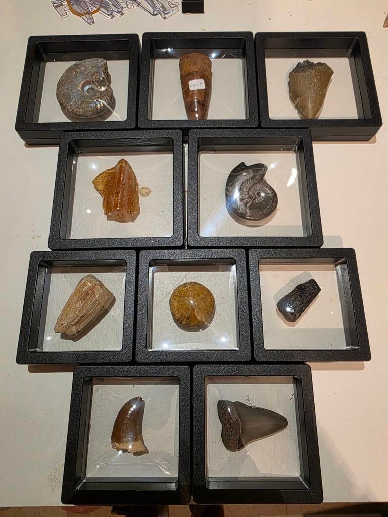 Prachtige 10 delige set van fossielen voor beginners., Ophalen of Verzenden, Fossiel