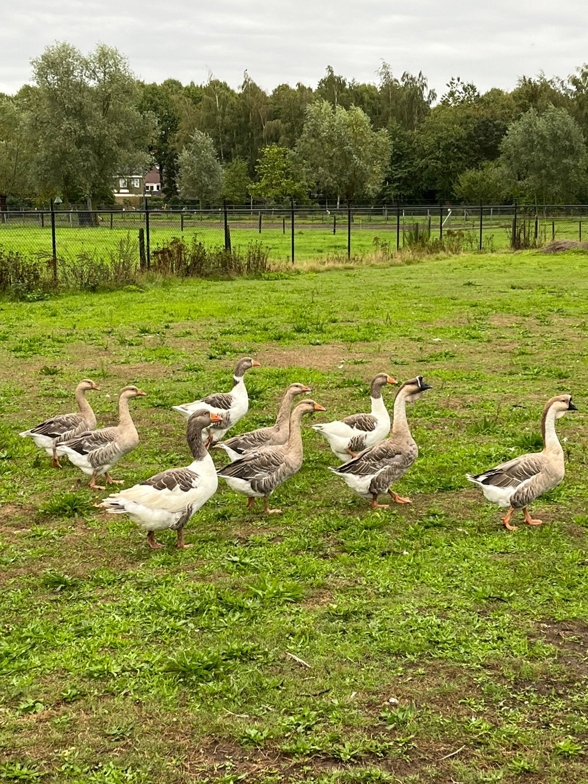Dieren en toebehoren, Dieren en Toebehoren, Gans of Zwaan
