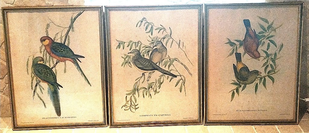 Vintage kleurenlitho's, vogels, John Gould, jaren '50, Antiek en Kunst, Kunst | Litho's en Zeefdrukken, Ingelijst, Ophalen of Verzenden
