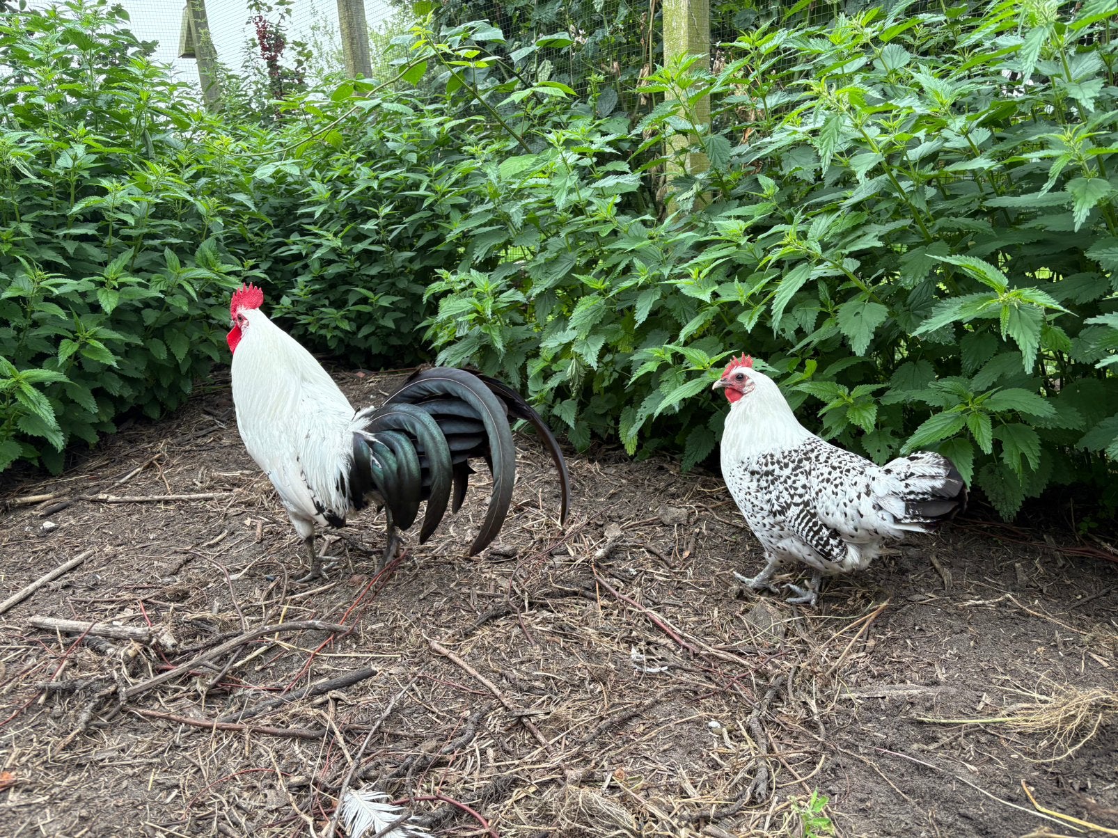 Gratis: 3 kippen een lieve haan voor een goed huisje, Meerdere dieren, Kip