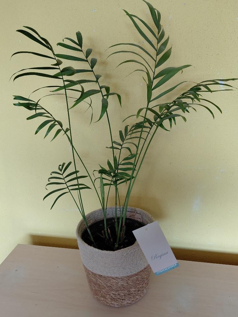 Chamaedorea kamerplant met Terima Kasih zeegras mand, Ophalen, Overige soorten, Halfschaduw, In pot