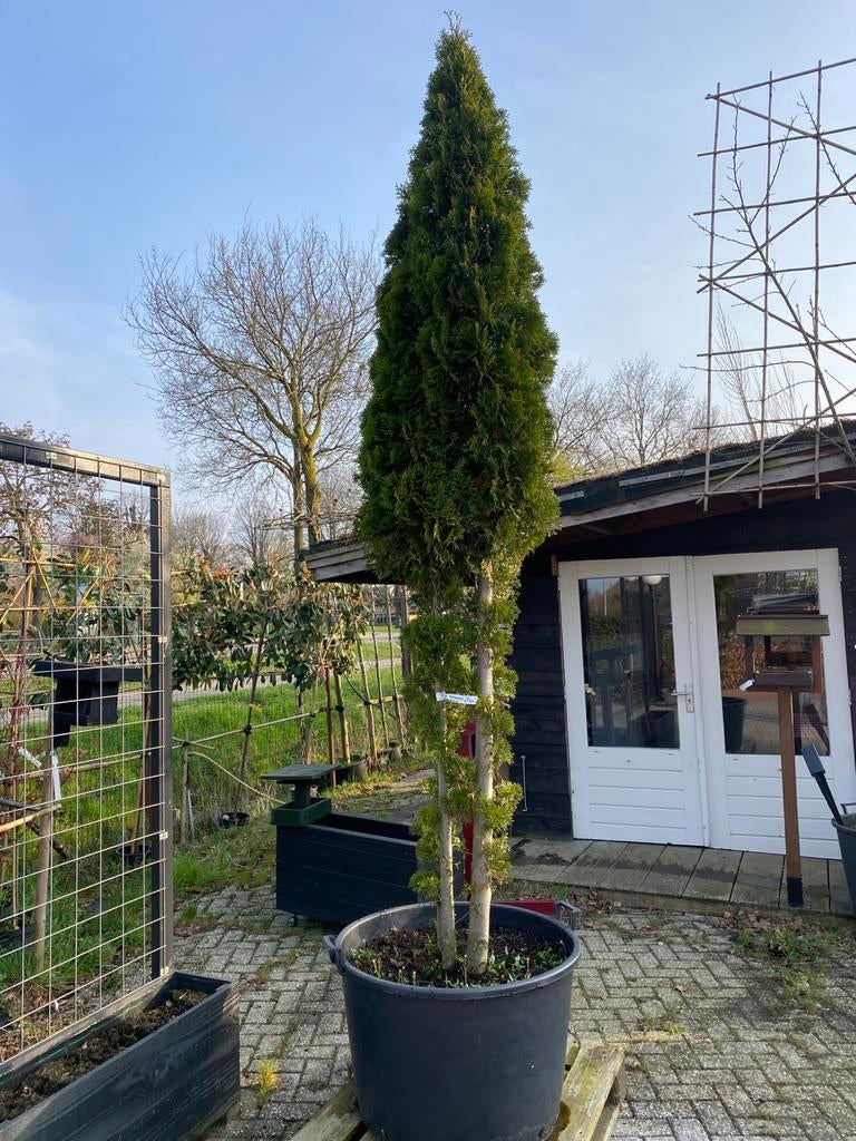 Thuja snaragd meerstam 300 cm hoog €199,00, Tuin en Terras, Planten | Bomen, Ophalen of Verzenden, Bloeit niet, Volle zon, Overige soorten