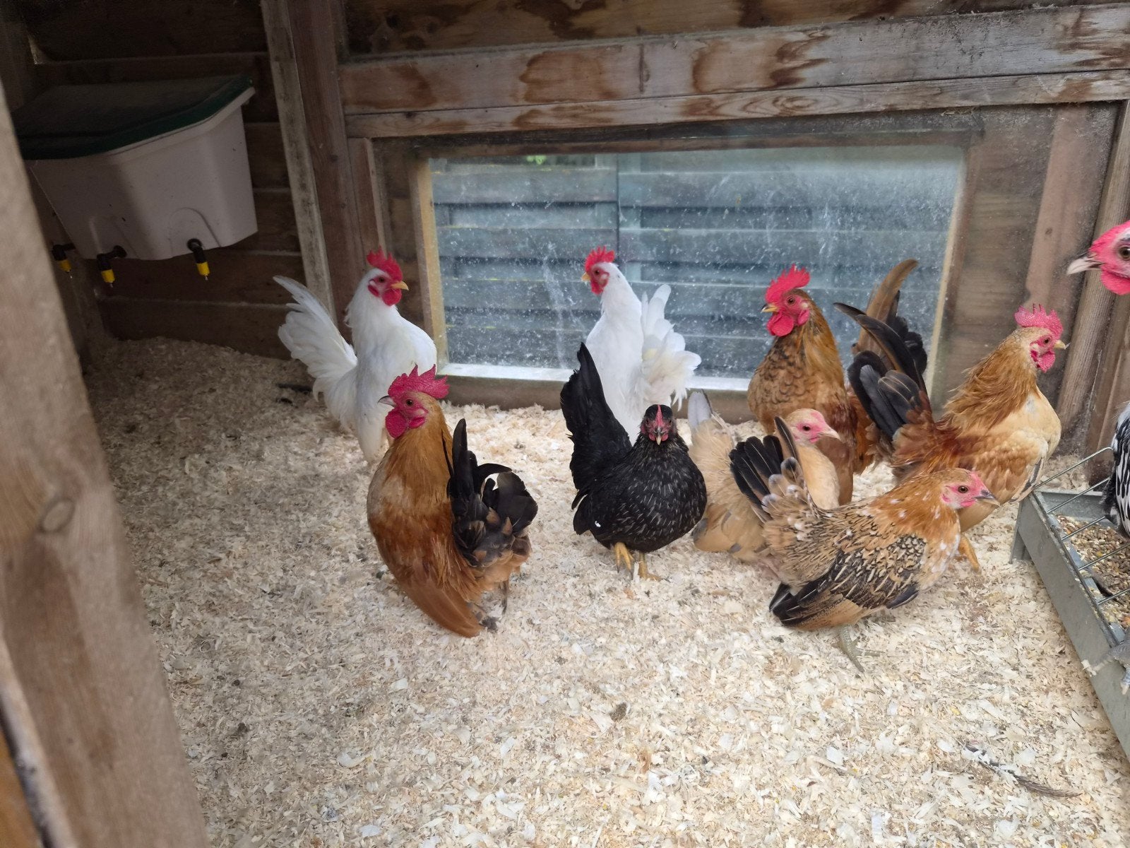 Serama Hanen, Dieren en Toebehoren, Mannelijk, Kip